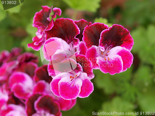 Image of Geranium