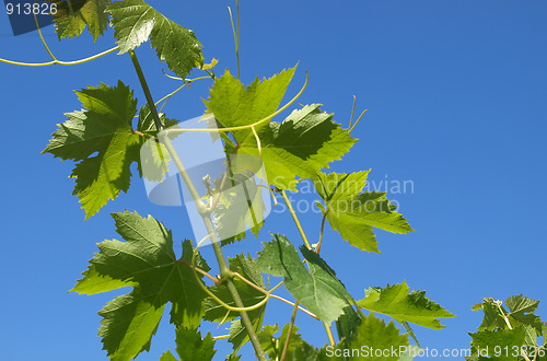 Image of Grapevine vitis