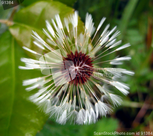 Image of Dandelion Abstract