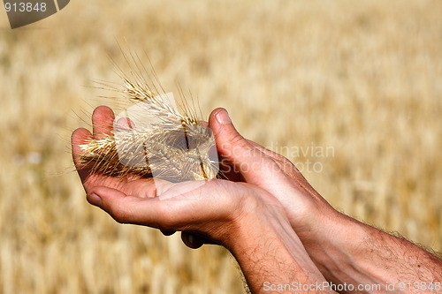 Image of Harvest