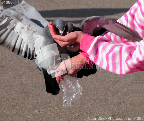 Image of Feeding pigeons