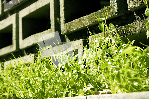 Image of Green grass on red brick wall 