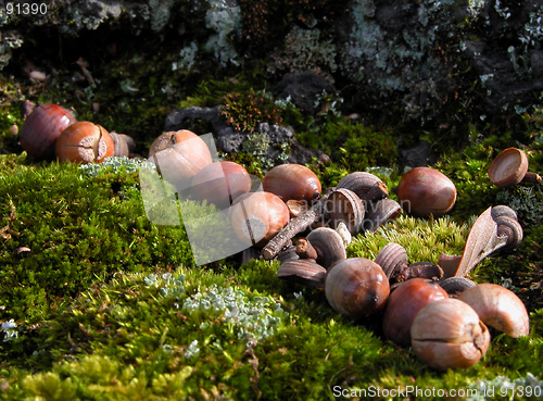 Image of Acorn On Moss