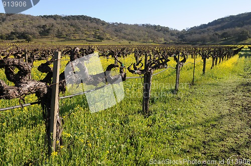 Image of Vineyard flowers