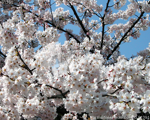 Image of Cherry Blossoms