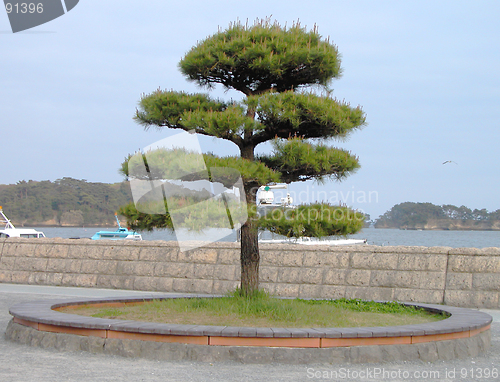 Image of Japanese Tree