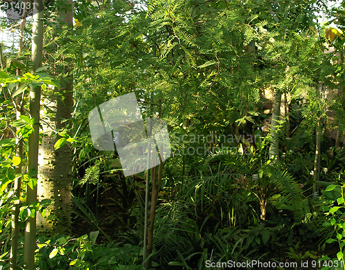 Image of Greenery background
