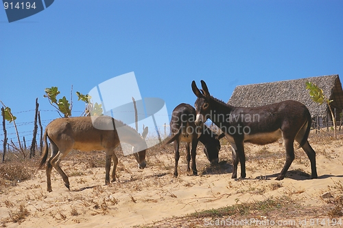 Image of 3 Donkey's