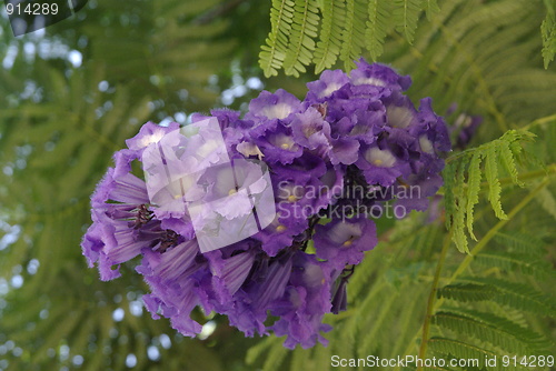 Image of Jacarande Flower