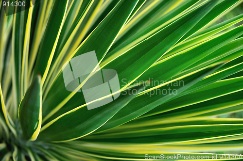 Image of Close up of Yucca - abstract background