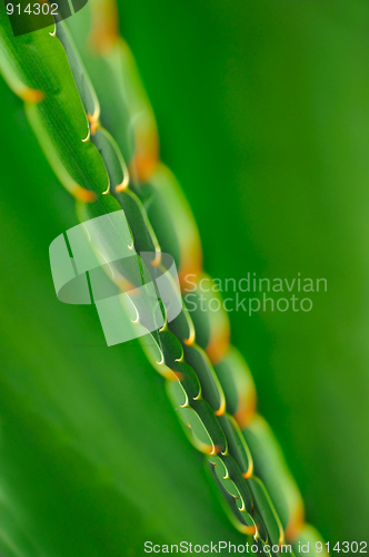 Image of Close up of cactus  – abstract