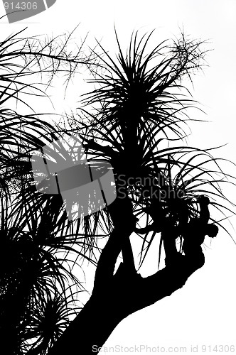 Image of Old Nolina recurvata Hemsl. -  silhouette