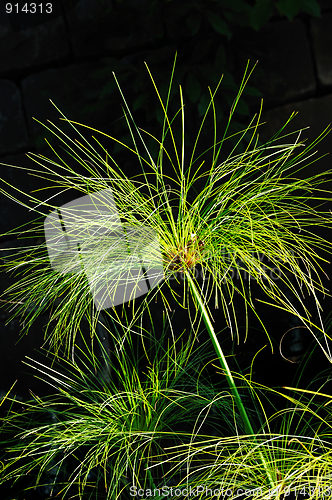 Image of Cyperus papyrus - detail