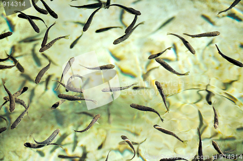 Image of School of fish at a hatchery – trout