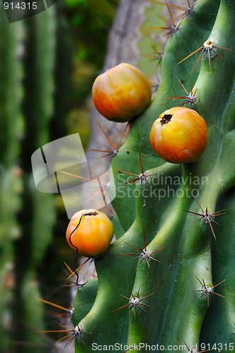 Image of Close up of cactus with fruit