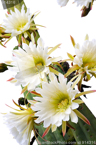 Image of Close up of cactus flowers – Trichocereus scopulicolus