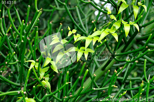 Image of Close up of succulent and creeper  – background