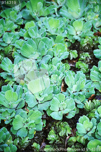 Image of Pistia  (Water cabbage) -  detail