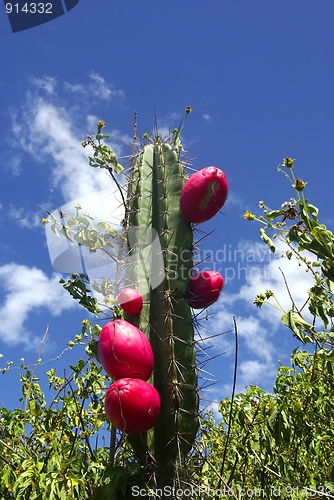 Image of Red Fruit