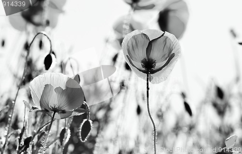 Image of Corn Poppy Flowers Papaver rhoeas