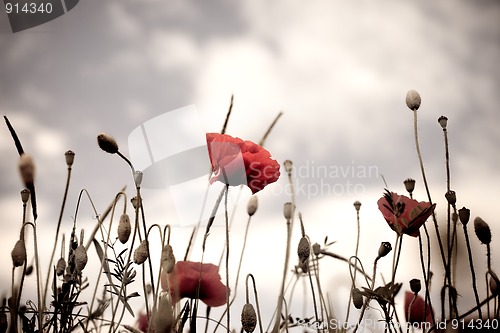 Image of Corn Poppy Flowers Papaver rhoeas