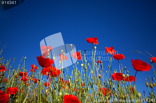 Image of Corn Poppy Flowers Papaver rhoeas