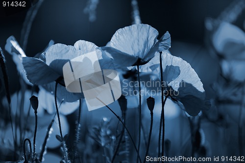 Image of Corn Poppy Flowers Papaver rhoeas