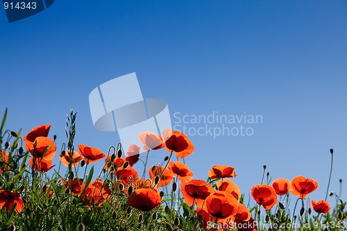 Image of Corn Poppy Flowers Papaver rhoeas