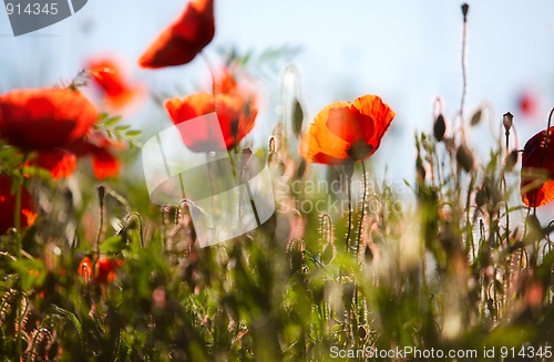 Image of Corn Poppy Flowers Papaver rhoeas