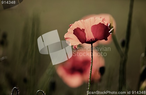 Image of Corn Poppy Flowers Papaver rhoeas