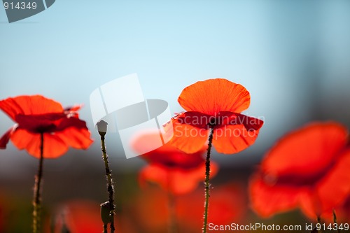 Image of Corn Poppy Flowers Papaver rhoeas