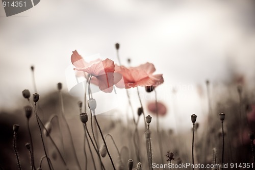 Image of Corn Poppy Flowers Papaver rhoeas