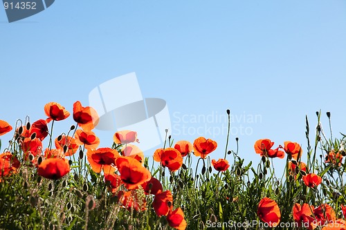 Image of Corn Poppy Flowers Papaver rhoeas