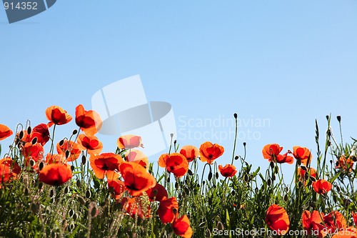 Image of Corn Poppy Flowers Papaver rhoeas