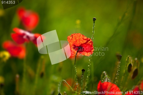 Image of Corn Poppy Flowers Papaver rhoeas