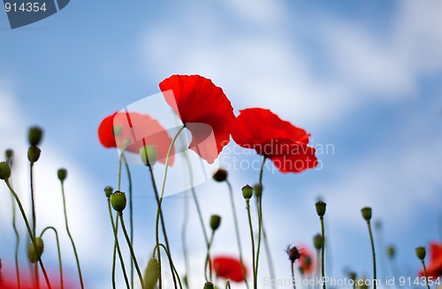 Image of Corn Poppy Flowers Papaver rhoeas