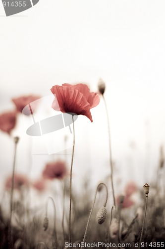 Image of Corn Poppy Flowers Papaver rhoeas