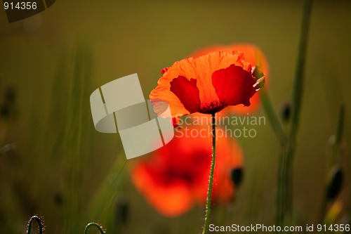 Image of Corn Poppy Flowers Papaver rhoeas