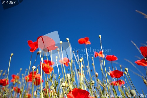 Image of Corn Poppy Flowers Papaver rhoeas