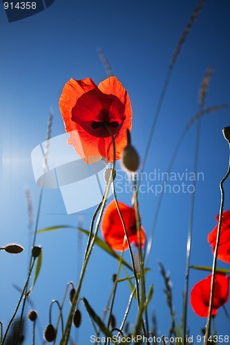 Image of Corn Poppy Flowers Papaver rhoeas