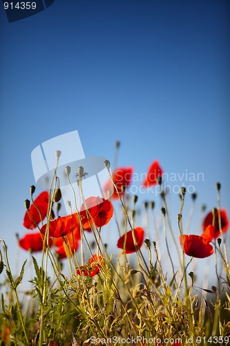 Image of Corn Poppy Flowers Papaver rhoeas