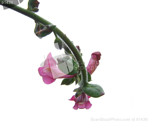 Image of pink flower