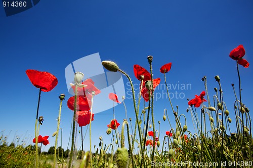 Image of Corn Poppy Flowers Papaver rhoeas