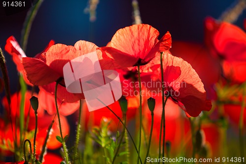 Image of Corn Poppy Flowers Papaver rhoeas