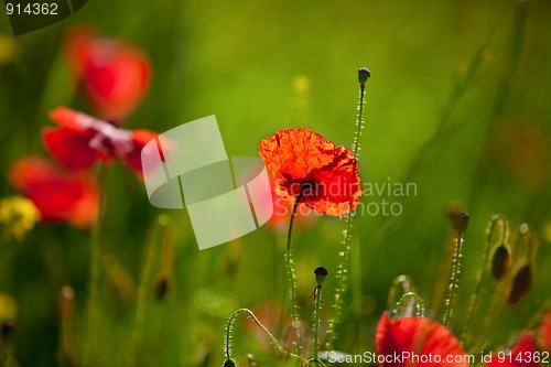 Image of Corn Poppy Flowers Papaver rhoeas