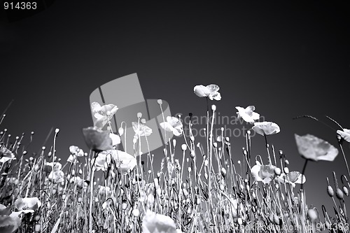 Image of Corn Poppy Flowers Papaver rhoeas