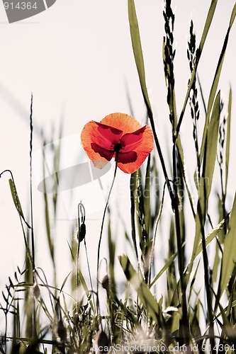 Image of Corn Poppy Flowers Papaver rhoeas