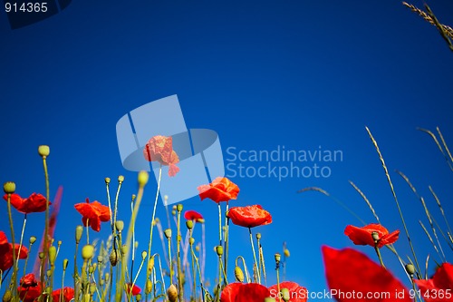 Image of Corn Poppy Flowers Papaver rhoeas