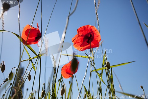 Image of Corn Poppy Flowers Papaver rhoeas