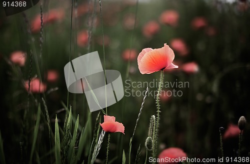 Image of Corn Poppy Flowers Papaver rhoeas